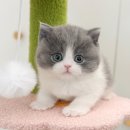 강아지고양이 미유펫 청주점 이미지