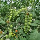 보석농장 이미지