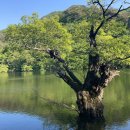 주왕산삼계탕덕천점 | 산소카페 "경북 청송 하루여행기"