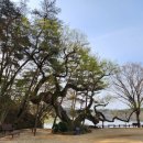 나무이야기 이미지