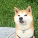 야야 이미지