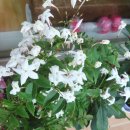 장미찻집 이미지