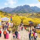 꽃자락 | 지리산 자락이 노랗게 물드는제27회 구례 산수유꽃축제