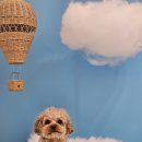 뭉개뭉개인강릉 이미지