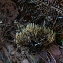 바늘깃싸리버섯 이미지