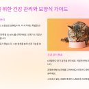 미음펫푸드 | 노령묘 보양식 추천과 건강 관리 비법