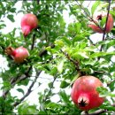 들녘 옷 이미지