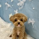 코트니룸 이미지