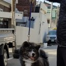 아키타 이미지