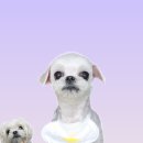 왈츠 동물병원 이미지