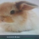 오리와토끼