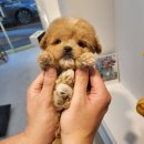 댕스마일 이미지