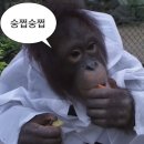 가조쿠