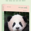 푸바오PC | 아기 판다 푸바오 할아버지 마음이 느껴지는 에세이 후기 (아이바오)