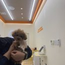 강변유치원 | 하남 미사 애견유치원 애견 호텔 원데이 케어