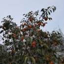 국화약국 이미지