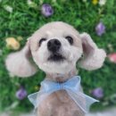 아토 강아지 미용실 이미지