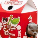 도그 아지트 이미지