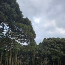 인더송당펜션 | 제주구좌숙소 인더송당펜션 가성비 삼나무 숲 힐링 가족펜션