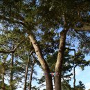 서해바다 해너미 신안 자은도 여행 분계해수욕장 아름다운숲 천년의숲 여인송숲 섬들의 고향 신안관광 이미지