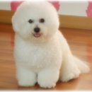 몽실이