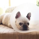 하얀강아지 이미지