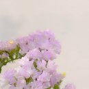 강남꽃 - 춘천시 춘주로 101 | 강남꽃
