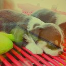 도꾸애견 이미지