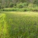 원당농장 이미지