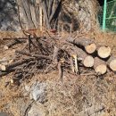 솔숲농원 이미지