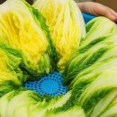 맛있는 김장김치 만드는 '절임법' 총정리 이미지