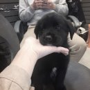 블랙 골든+래브라도리트리버 책임분양해요 이미지