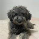 그루비멍 이미지