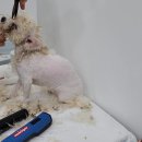 멍뭉펫살롱 이미지