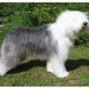 삼송사랑 동물의료센터 이미지