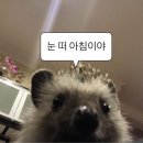 조양정육점
