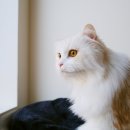 오뗄뒤샤 이미지