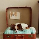 강아지집 이미지