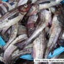 명태이야기 이미지