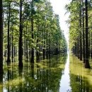 지리산큰나무 이미지