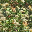 가시나무공원 이미지