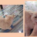 반월119안전센타 이미지