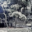 깐족쟁이 이미지