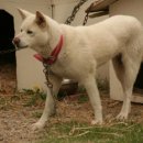 순수진돗개 이미지