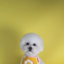 동그라미펫 이미지