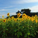 해바라기 이미지