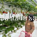 알뜰 농장 | 서울 근교 김포 앙팡 딸기 체험 농장 | 내돈내산 실내놀이터 O 아이랑 가볼만한 곳