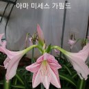 아마릴리스