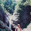 신방한라동백@ 3 이미지