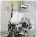 메리몰펫샵 이미지